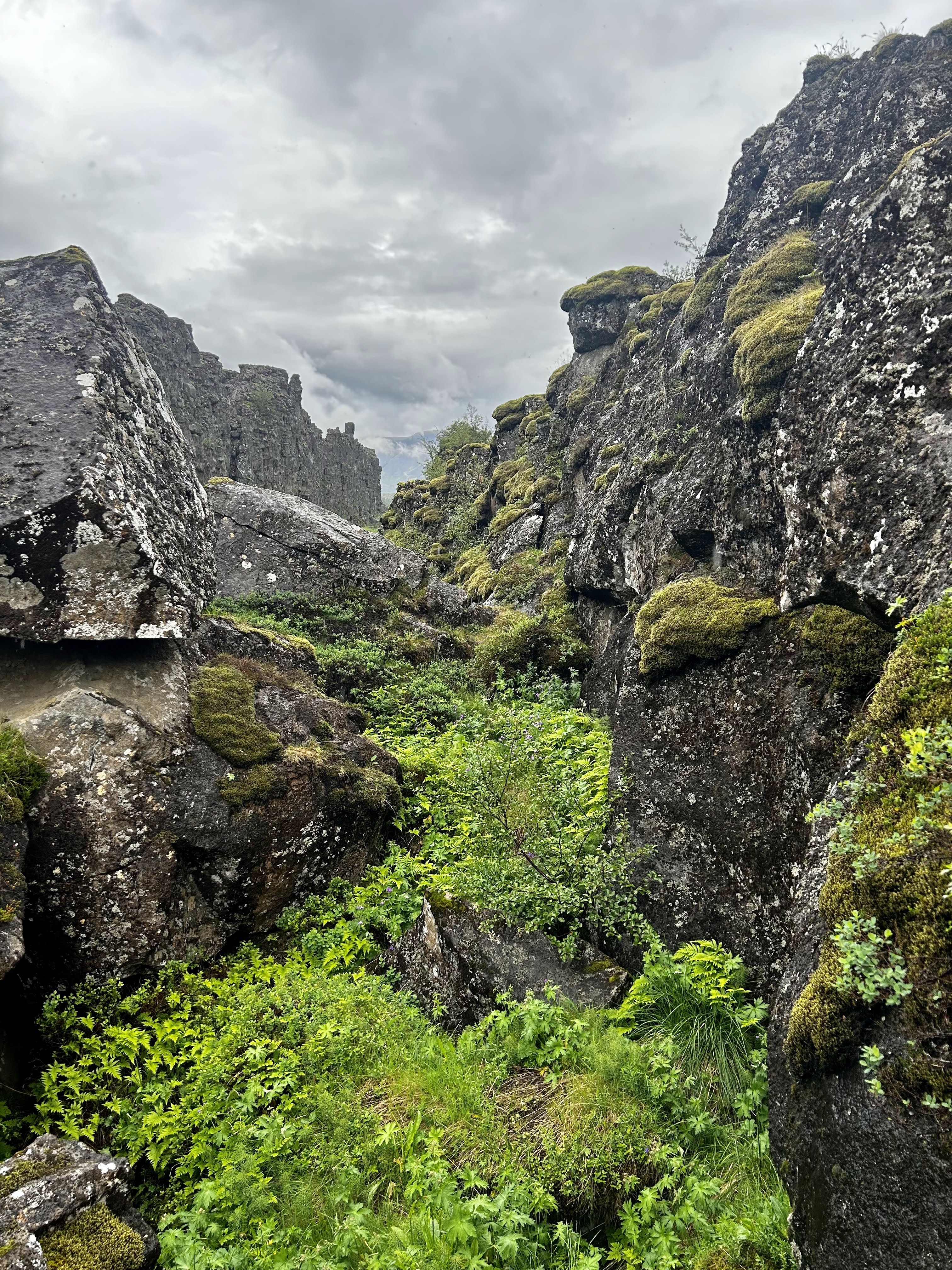 'Fresh' basaltic rocks in a rift in Thingvellir National Park in Iceland